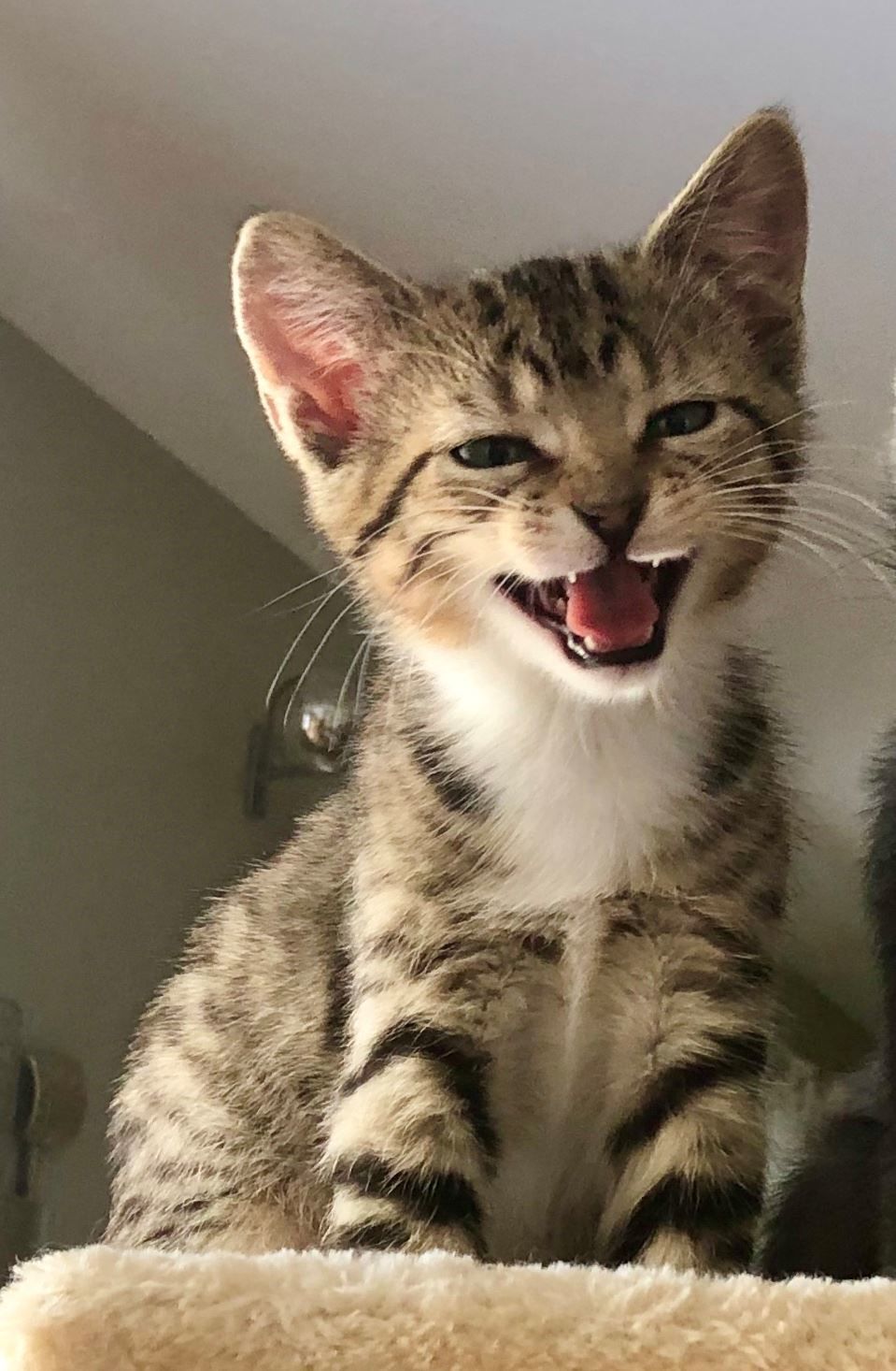 🏆 Third place cat: Sweet Caroline